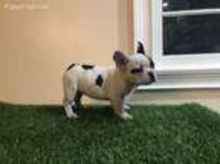 French Bulldog Puppy for sale in Perth Amboy, NJ, USA