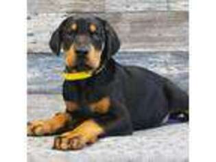 Doberman Pinscher Puppy for sale in South Shore, KY, USA
