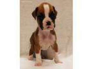 Boxer Puppy for sale in Walnut, CA, USA