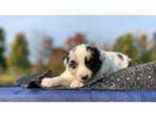 Border Collie Puppy for sale in Grand Rapids, MI, USA