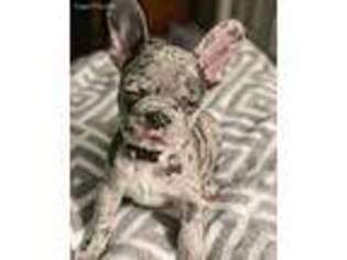 French Bulldog Puppy for sale in Hallettsville, TX, USA