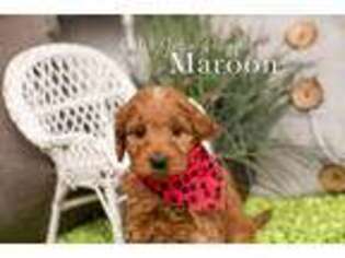 Goldendoodle Puppy for sale in Oppelo, AR, USA