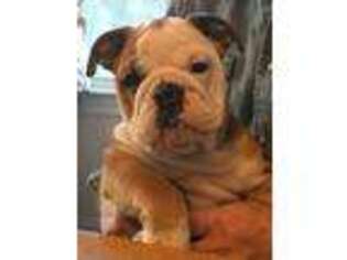 Bulldog Puppy for sale in Clinton, PA, USA