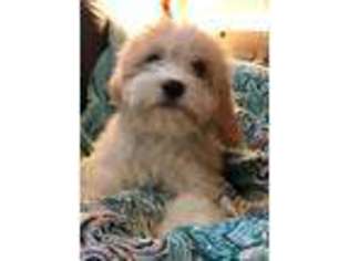 Cavachon Puppy for sale in Minocqua, WI, USA