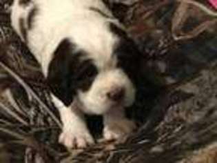 English Springer Spaniel Puppy for sale in Linden, PA, USA