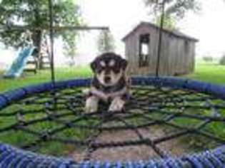 Siberian Husky Puppy for sale in Camden, IN, USA