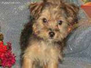 Yorkshire Terrier Puppy for sale in Garner, IA, USA