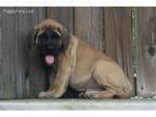 Mastiff Puppy for sale in Custar, OH, USA