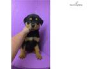 Rottweiler Puppy for sale in Pittsburgh, PA, USA
