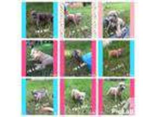 American Pit Bull Terrier Puppy for sale in MADISONVILLE, TX, USA