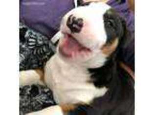 Bull Terrier Puppy for sale in Grand Rapids, MI, USA