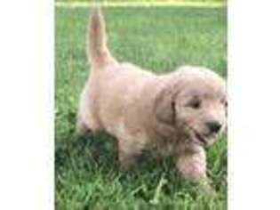 Goldendoodle Puppy for sale in Ashville, NY, USA