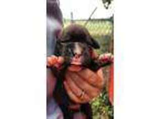 Boxer Puppy for sale in Girard, KS, USA