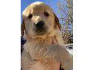 Golden Retriever Puppy for sale in Stony Point, NC, USA