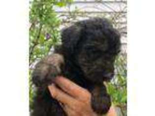 Labradoodle Puppy for sale in Greenville, MI, USA
