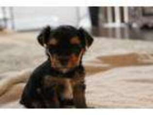 Yorkshire Terrier Puppy for sale in Frankenmuth, MI, USA