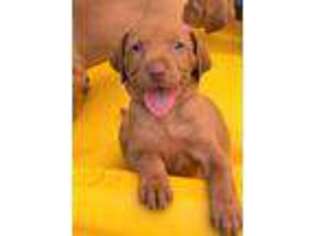 Vizsla Puppy for sale in Pineville, LA, USA