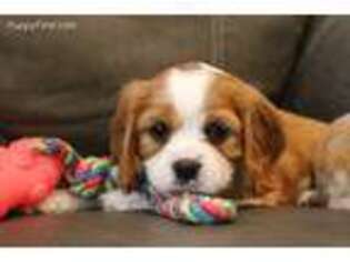 Cavalier King Charles Spaniel Puppy for sale in Kite, GA, USA