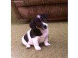 Jack Russell Terrier Puppy for sale in Yakima, WA, USA