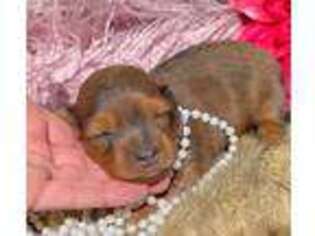 Dachshund Puppy for sale in Tulsa, OK, USA