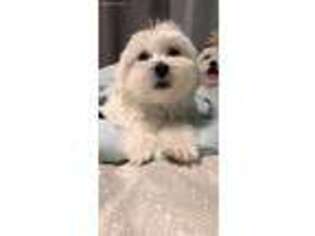 Maltese Puppy for sale in Yakima, WA, USA