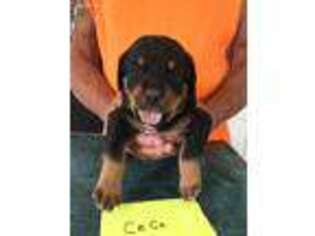 Rottweiler Puppy for sale in Kings Mountain, NC, USA