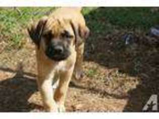 Mastiff Puppy for sale in MURFREESBORO, TN, USA