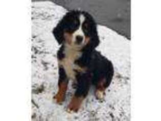 Bernese Mountain Dog Puppy for sale in Standish, MI, USA