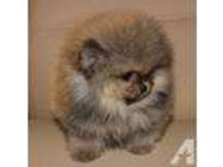 Pomeranian Puppy for sale in NORWALK, CA, USA