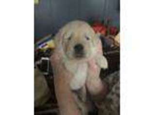 Golden Retriever Puppy for sale in Louisville, OH, USA