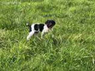 German Shorthaired Pointer Puppy for sale in Deary, ID, USA