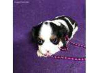 Cavalier King Charles Spaniel Puppy for sale in Mountainburg, AR, USA