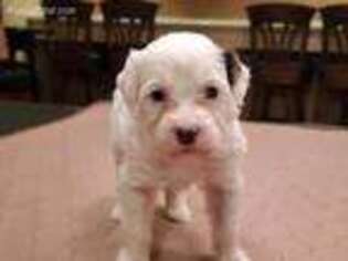 Portuguese Water Dog Puppy for sale in Pleasant Hill, MO, USA