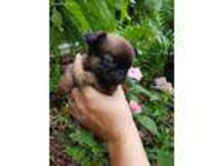 Brussels Griffon Puppy for sale in New York, NY, USA