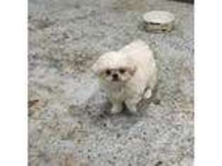 Pekingese Puppy for sale in Andrews, SC, USA