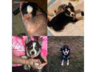 Mutt Puppy for sale in Jamestown, OH, USA