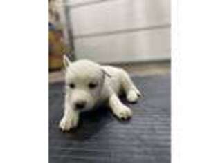 Siberian Husky Puppy for sale in Bellingham, WA, USA