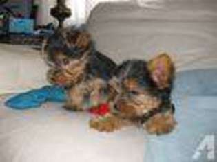 Yorkshire Terrier Puppy for sale in POUGHKEEPSIE, NY, USA