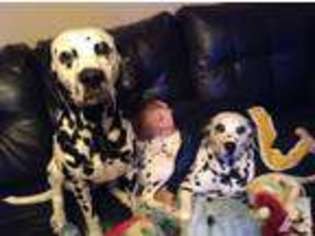 Dalmatian Puppy for sale in VALLEY GROVE, WV, USA