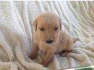 Golden Retriever Puppy for sale in Kansas City, KS, USA