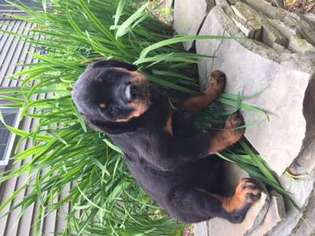 Rottweiler Puppy for sale in Barnstead, NH, USA