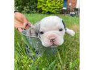 Olde English Bulldogge Puppy for sale in Euclid, OH, USA