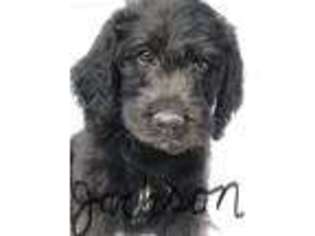 Labradoodle Puppy for sale in Maryville, TN, USA