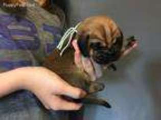 Bloodhound Puppy for sale in Farmington Hills, MI, USA