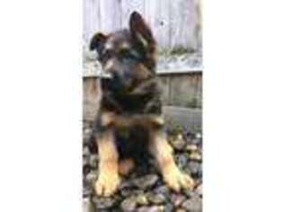 German Shepherd Dog Puppy for sale in Vancouver, WA, USA