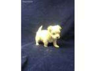 Maltese Puppy for sale in Cordell, OK, USA