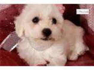 Bichon Frise Puppy for sale in Findlay, OH, USA