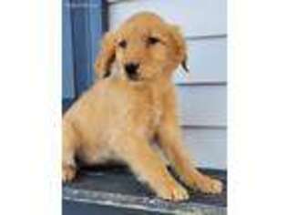 Goldendoodle Puppy for sale in Middleburg, PA, USA