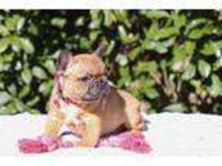 French Bulldog Puppy for sale in Buda, TX, USA