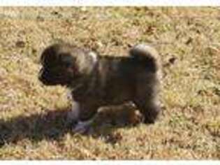 Akita Puppy for sale in Huntsville, AL, USA